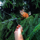 Apple iPhone 5 : Несколько причин, почему я никогда не куплю телефон другой фирмы. + много фото