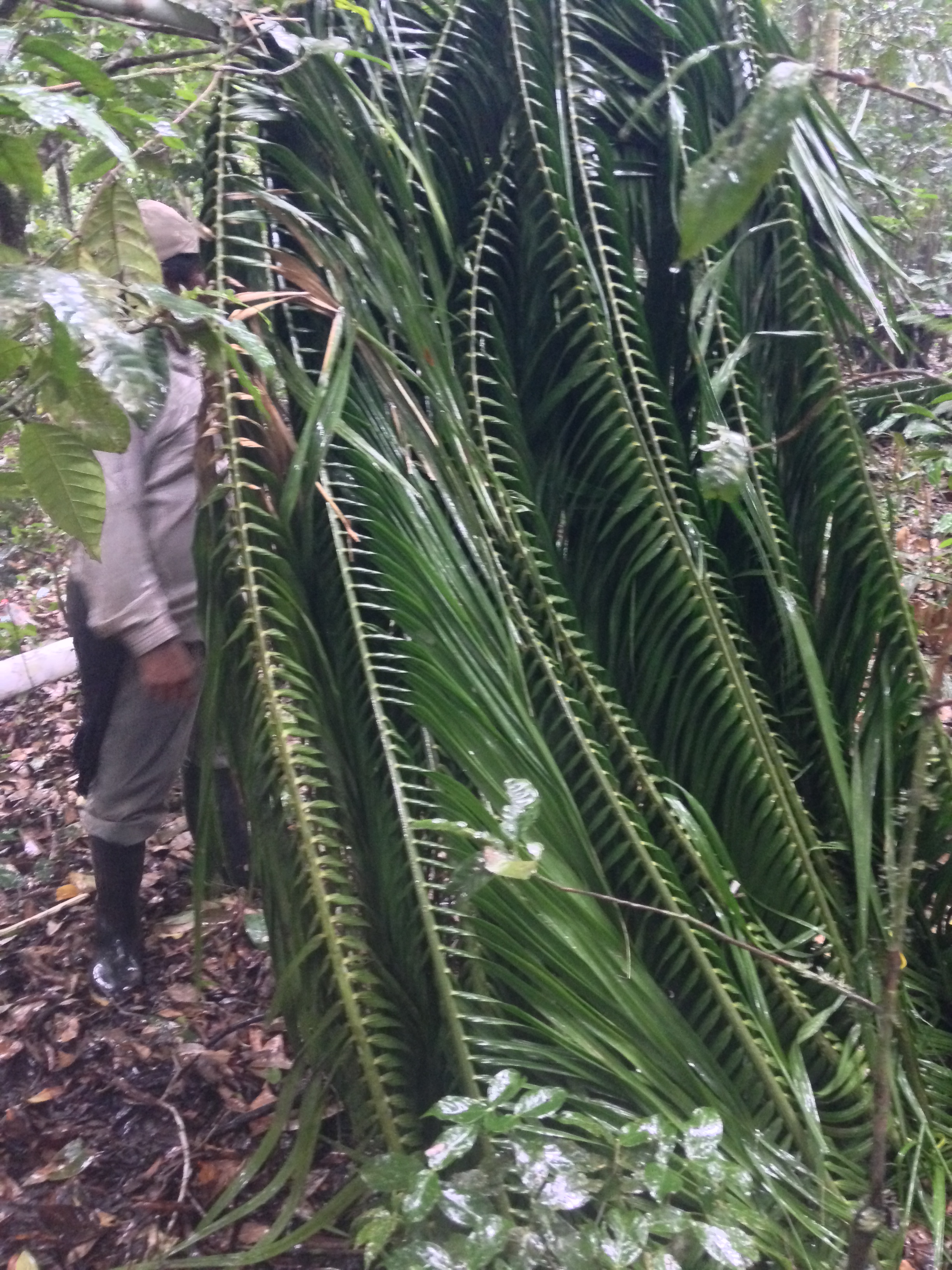  Тестирование палаток в джунглях Амазонки