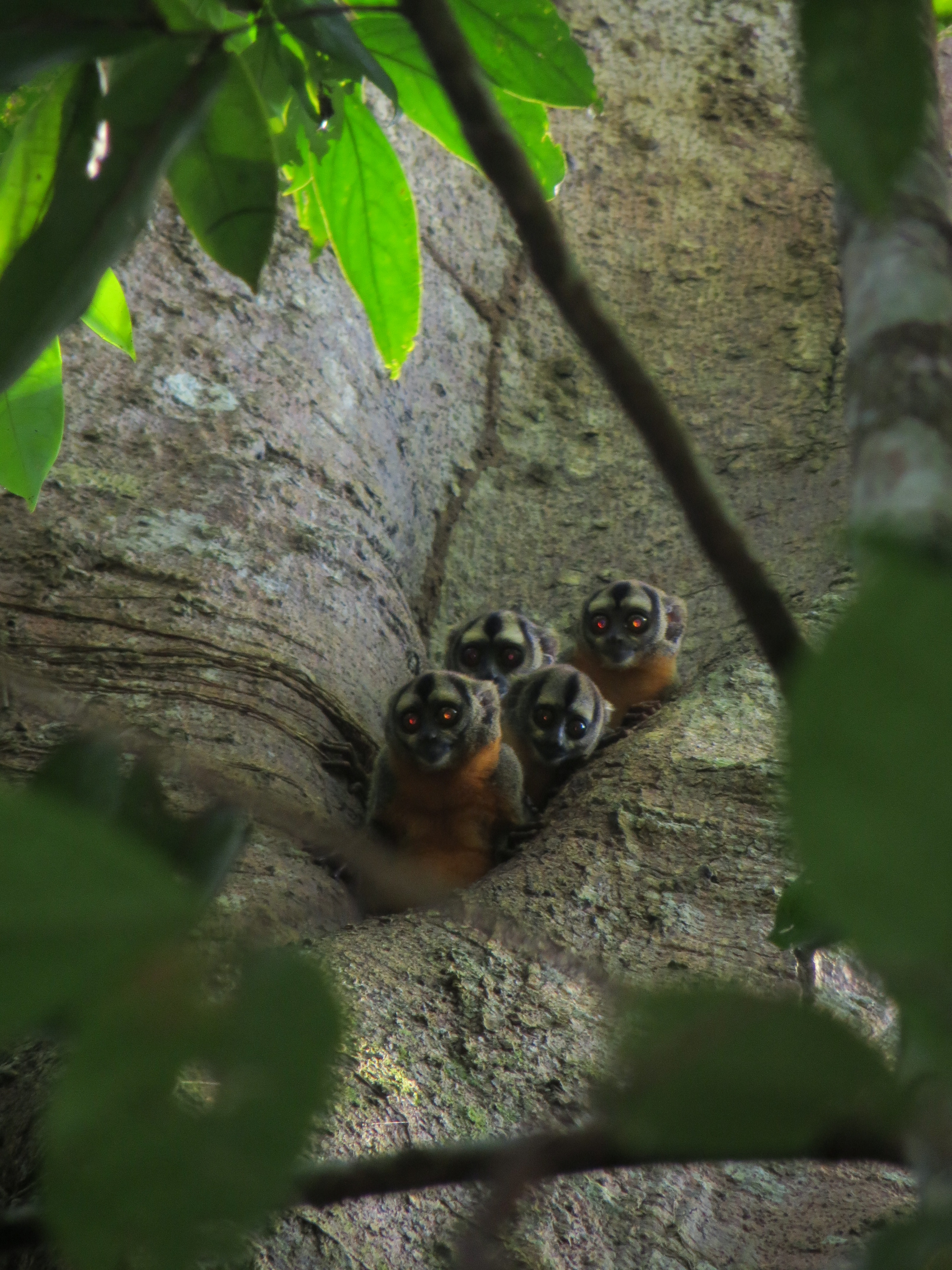  Тестирование палаток в джунглях Амазонки